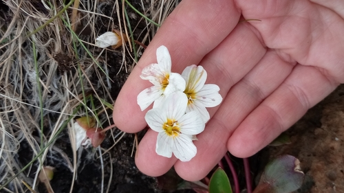 Claytonia joanneana (Claytonia joanneana)