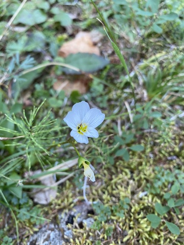 Claytonia joanneana (Claytonia joanneana)