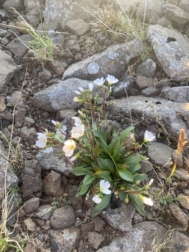 Claytonia joanneana (Claytonia joanneana)
