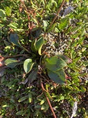 Claytonia joanneana (Claytonia joanneana)