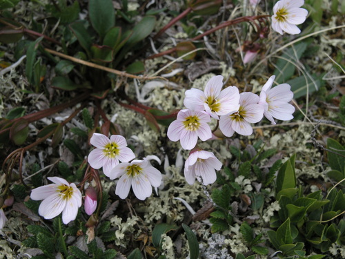 Claytonia joanneana (Claytonia joanneana)