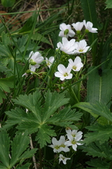 Claytonia joanneana (Claytonia joanneana)