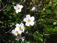 Claytonia joanneana (Claytonia joanneana)