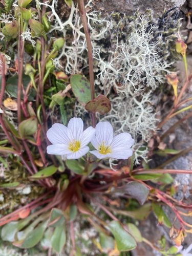 Claytonia joanneana (Claytonia joanneana)