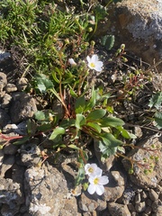 Claytonia joanneana (Claytonia joanneana)
