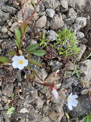 Claytonia joanneana (Claytonia joanneana)