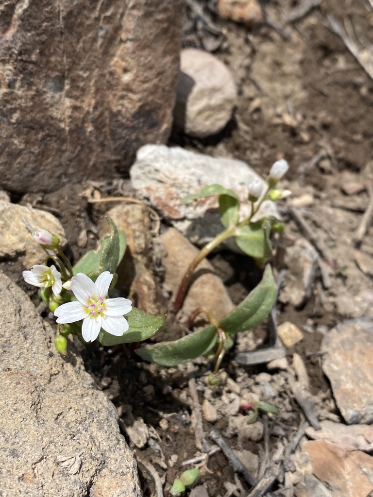 Lanceleaf springbeauty (Claytonia lanceolata)