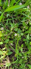 Lanceleaf springbeauty (Claytonia lanceolata)