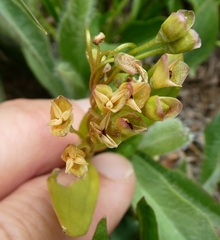 Lanceleaf springbeauty (Claytonia lanceolata)