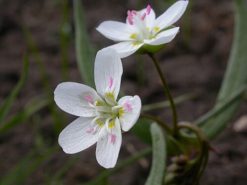 Lanceleaf springbeauty: Claytonia lanceolata