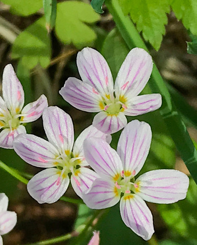 Lanceleaf springbeauty (Claytonia lanceolata)