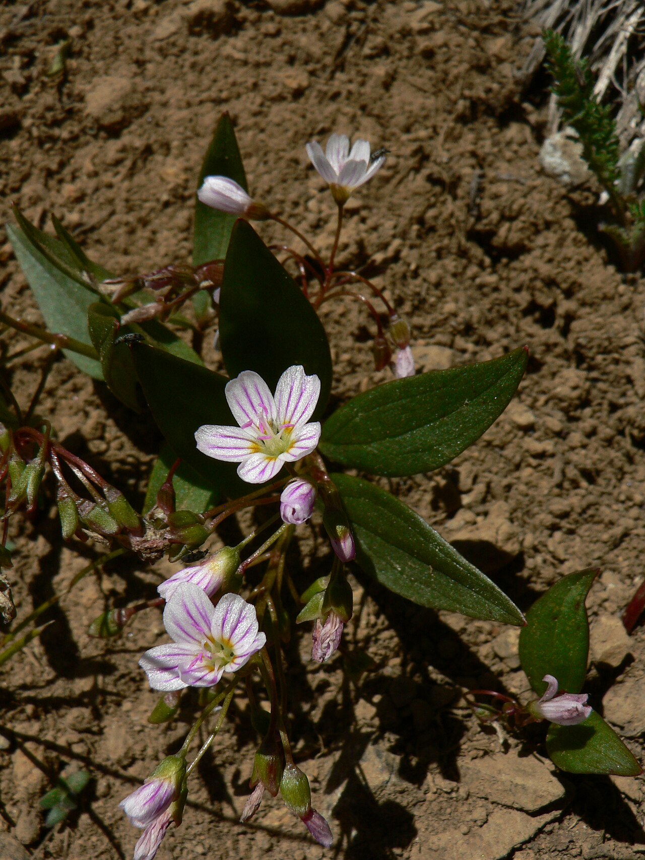 Lanceleaf springbeauty: Lanceleaf Springbeauty