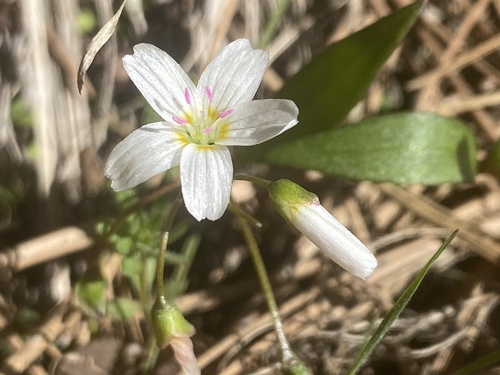 Lanceleaf springbeauty (Claytonia lanceolata)