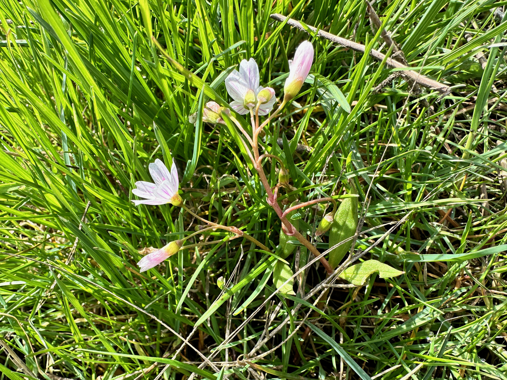 Lanceleaf springbeauty (Claytonia lanceolata)