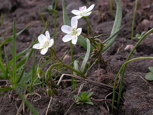 Lanceleaf springbeauty: Claytonia lanceolata