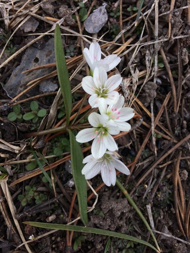 Lanceleaf springbeauty (Claytonia lanceolata)