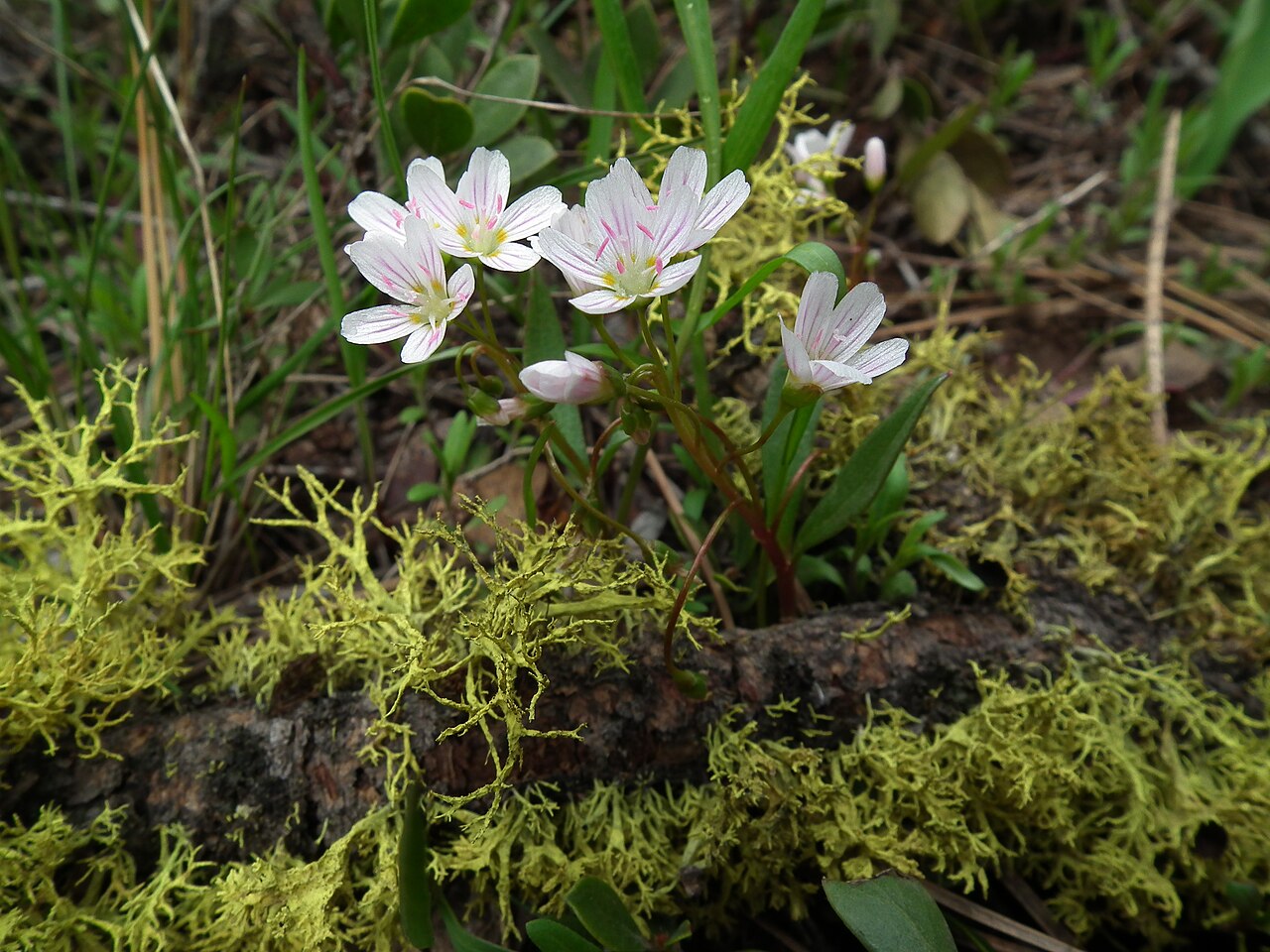 Lanceleaf springbeauty: Western springbeauty ( Claytonia lanceolata ), Meeks Table Research Natural Area, William O. Douglas Wilderness, Wenatchee National Forest, Washington, USA.