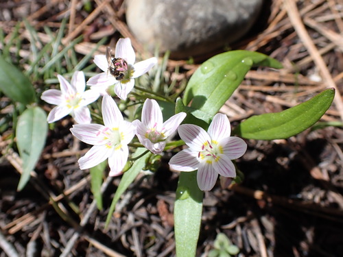 Lanceleaf springbeauty (Claytonia lanceolata)