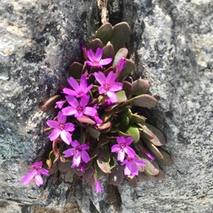 Alpine springbeauty (Claytonia megarhiza)
