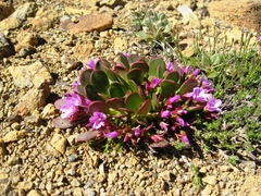 Alpine springbeauty (Claytonia megarhiza)