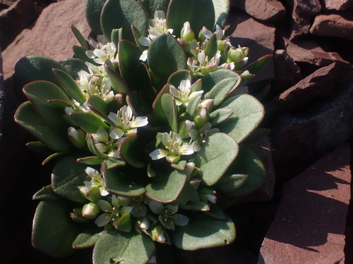 Alpine springbeauty (Claytonia megarhiza)
