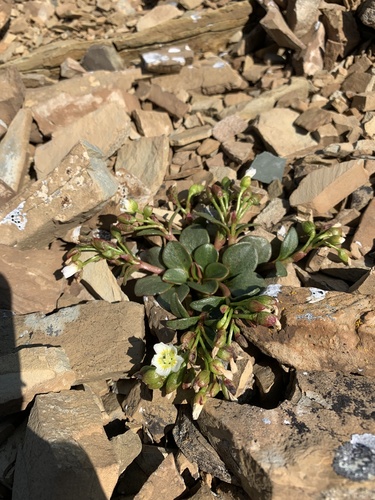 Alpine springbeauty (Claytonia megarhiza)