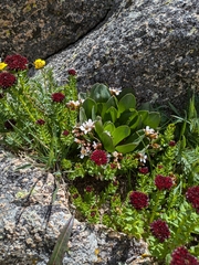 Alpine springbeauty (Claytonia megarhiza)