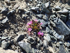 Alpine springbeauty (Claytonia megarhiza)