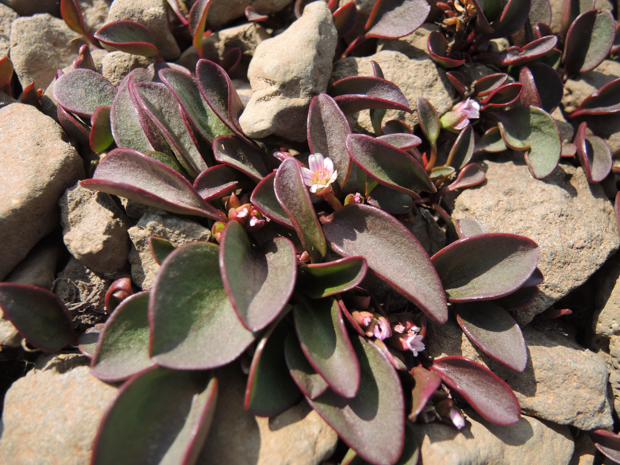 Sierra springbeauty: A flowering individual of Claytonia nevadensis (Sierra spring-beauty) growing in basalt talus just below a melting snowbank on the rim of Little Blitzen Gorge,
