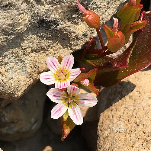 Sierra springbeauty: Sierra Springbeauty (Claytonia nevadensis). Species of plant.