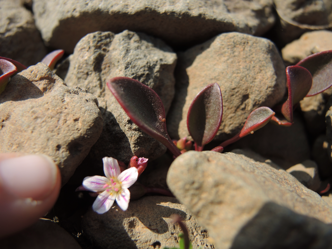 Sierra springbeauty: A flowering individual of Claytonia nevadensis (Sierra spring-beauty) growing in basalt talus just below a melting snowbank on the rim of Little Blitzen Gorge,