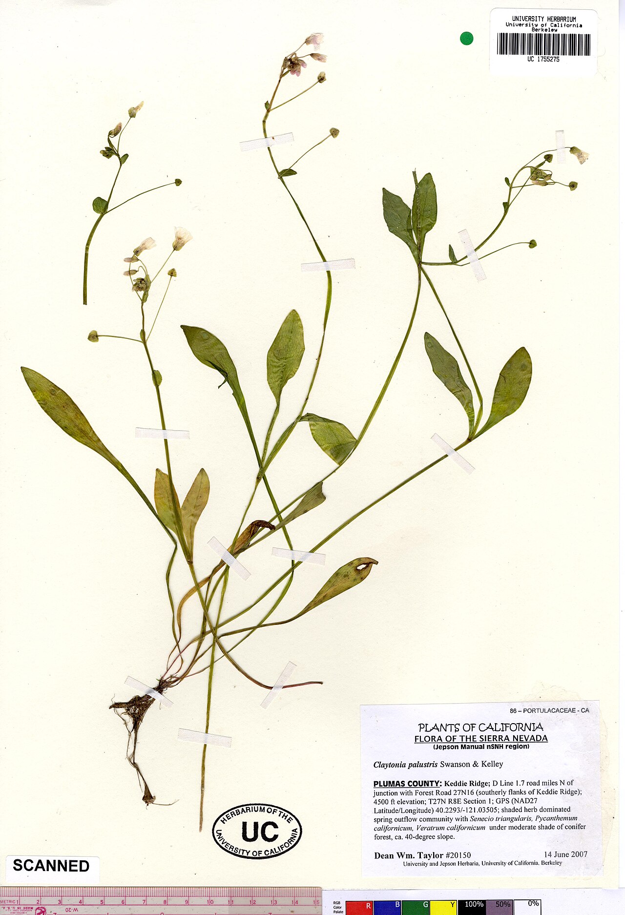 Jonesville springbeauty: Claytonia palustris UC1755275
