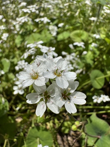 Streambank springbeauty (Claytonia parviflora)