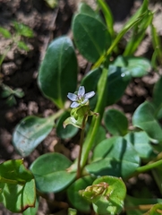 Streambank springbeauty (Claytonia parviflora)