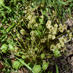 Streambank springbeauty (Claytonia parviflora)