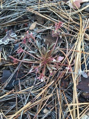 Streambank springbeauty (Claytonia parviflora)