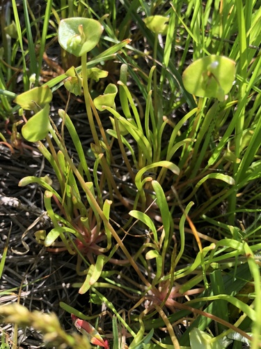 Streambank springbeauty (Claytonia parviflora)