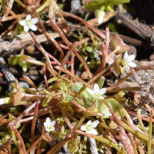 Streambank springbeauty (Claytonia parviflora)