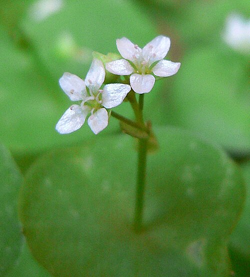 Streambank springbeauty: Claytonia parviflora subsp. utahensis in Icebox Canyon, Red Rock Canyon, Spring Mountains, southern Nevada