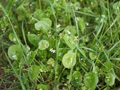 Miner's lettuce (Claytonia perfoliata)
