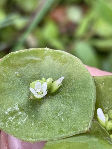 Miner's lettuce (Claytonia perfoliata)