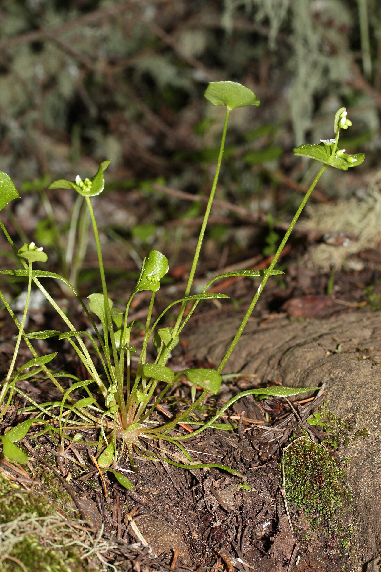 Miner's lettuce: Miner's Lettuce; auth. Donn ex Willd.