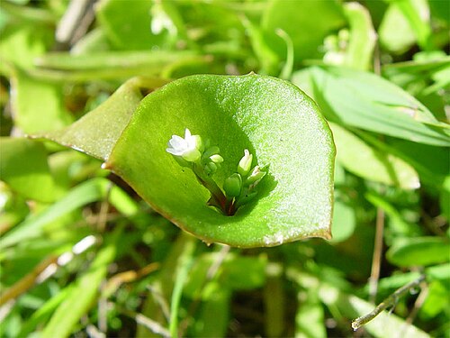 Miner's lettuce: Description Claytonia perfoliata , Family Portulacaceae Date March 19, 2006 Location Pacifica State Beach - San Mateo Co., California Photographer Franco Folini