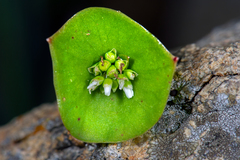 Miner's lettuce (Claytonia perfoliata)