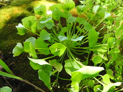 Miner's lettuce (Claytonia perfoliata)