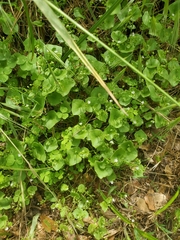 Miner's lettuce (Claytonia perfoliata)