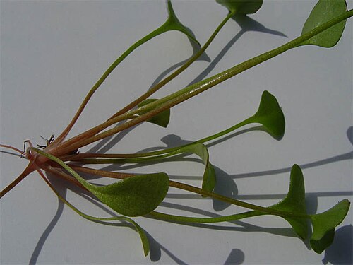 Miner's lettuce: Description Claytonia perfoliata , Family Portulacaceae Date February 28, 2004 Location San Bruno Mountain - San Mateo Co., California Photographer Franco Folin
