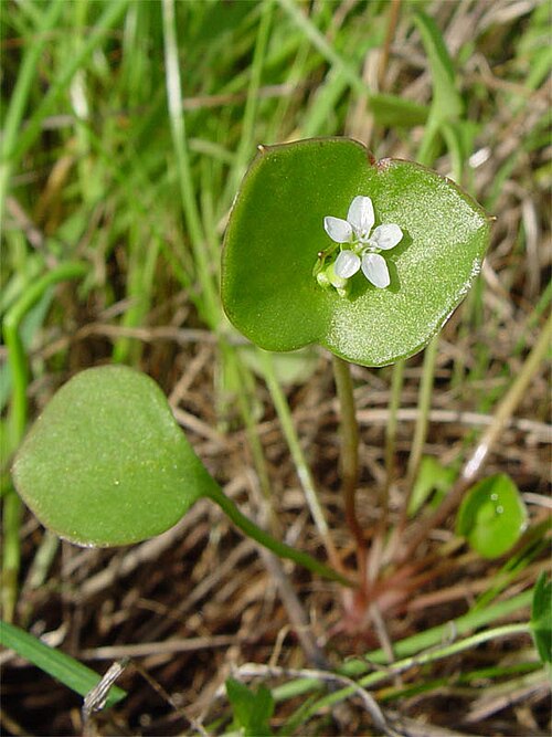 Miner's lettuce: Description Claytonia perfoliata , Family Portulacaceae Date February 28, 2004 Location San Bruno Mountain - San Mateo Co., California Photographer Franco Folin