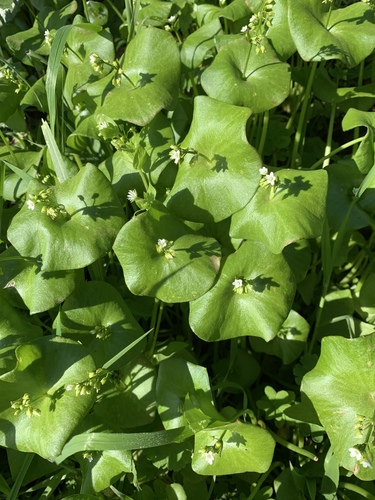 Miner's lettuce (Claytonia perfoliata)
