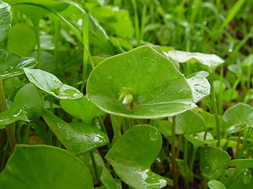 Miner's lettuce (Claytonia perfoliata)